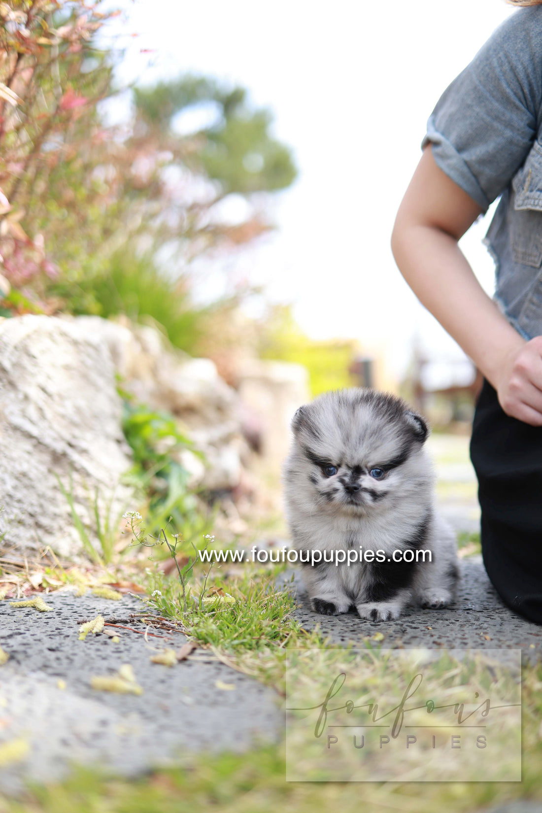 Bloom - Pomeranian M.