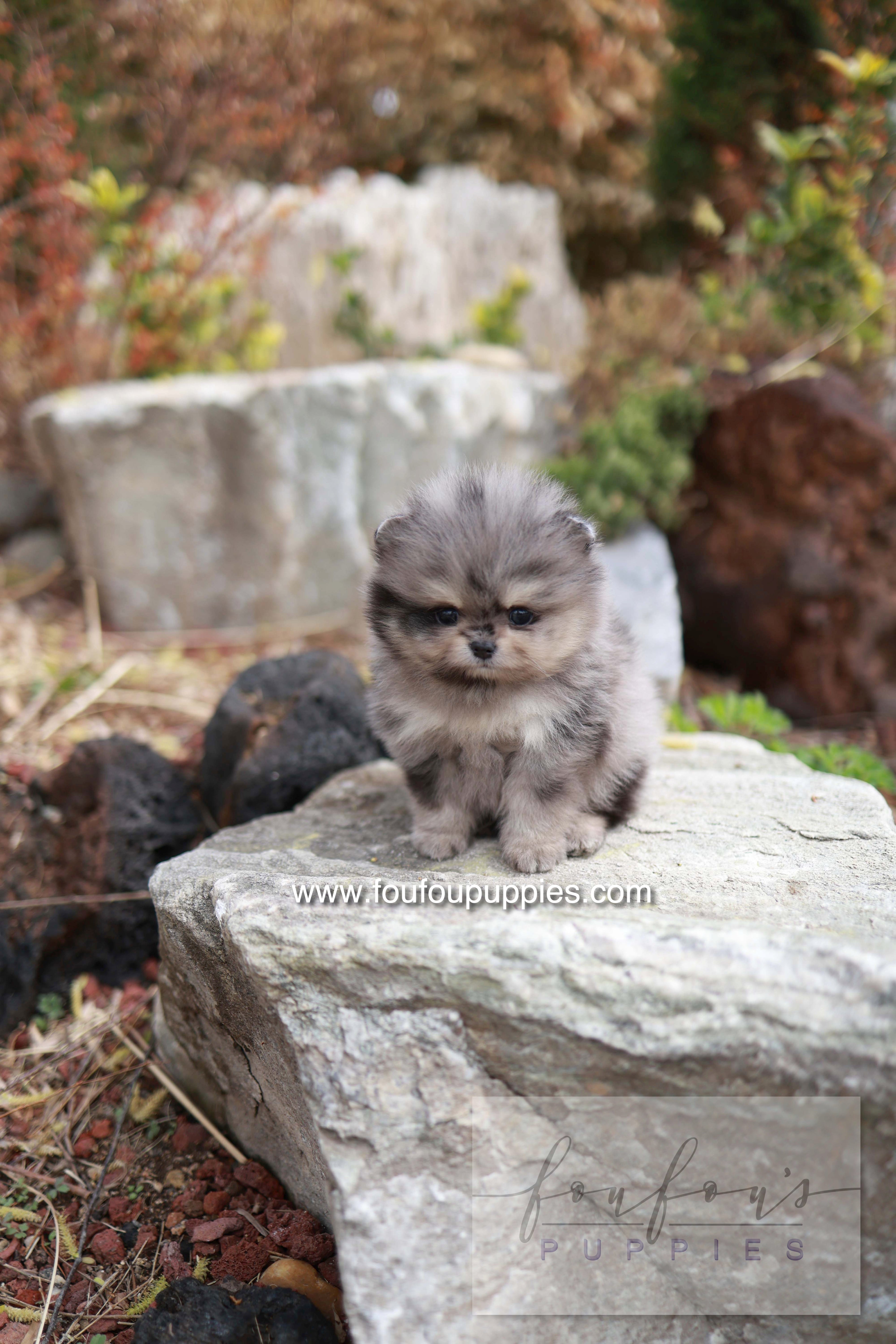 Nemo - Pomeranian M.