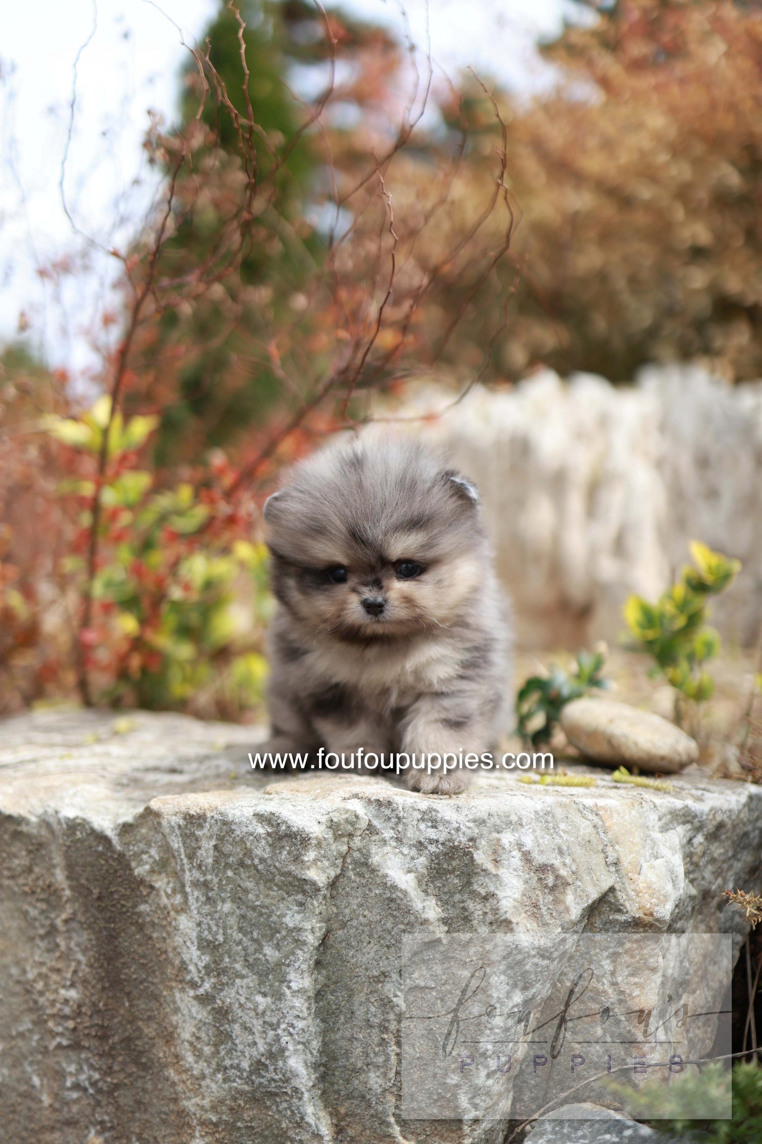 Nemo - Pomeranian M.