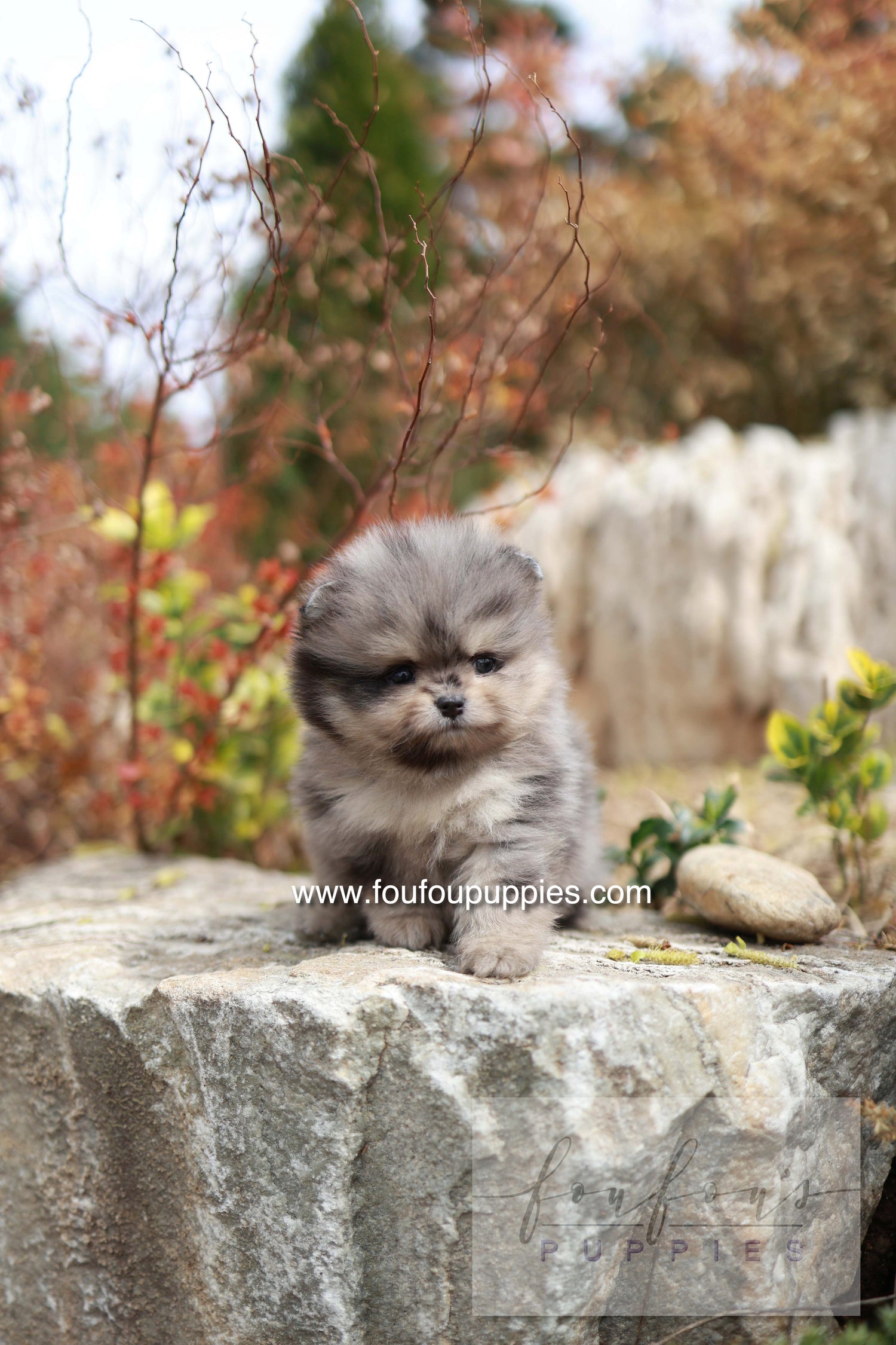 Nemo - Pomeranian M.