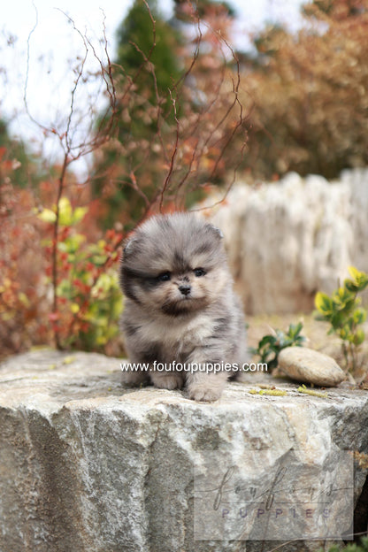 Nemo - Pomeranian M.