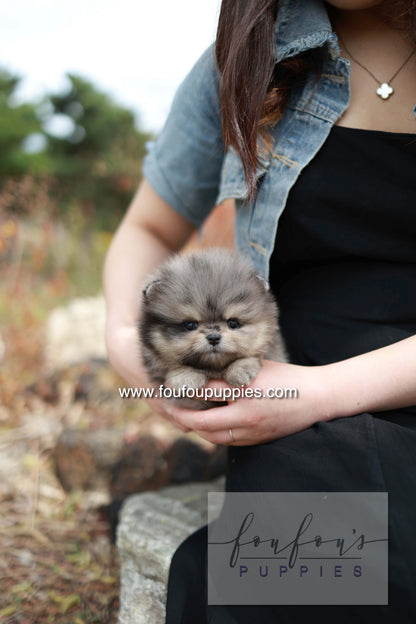 Nemo - Pomeranian M.