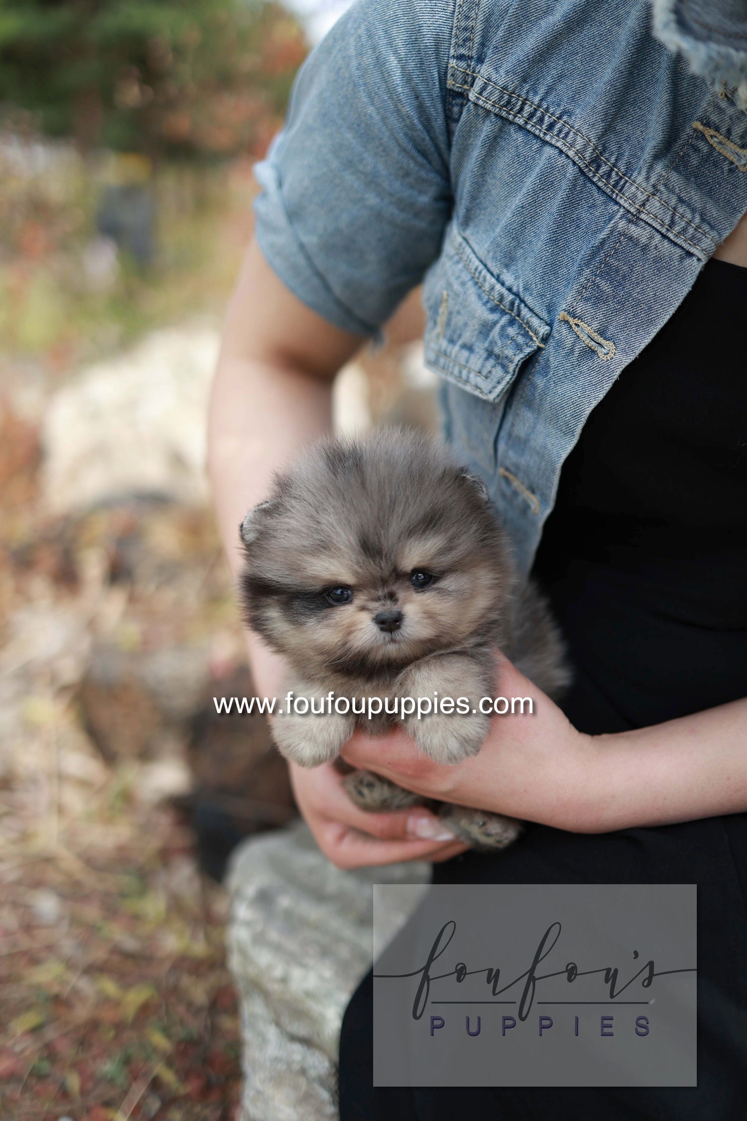 Nemo - Pomeranian M.