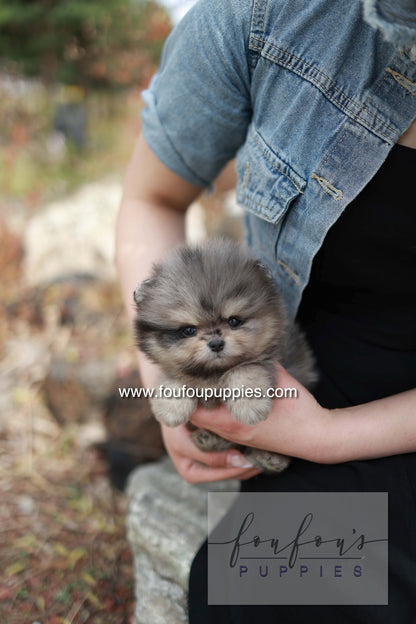 Nemo - Pomeranian M.