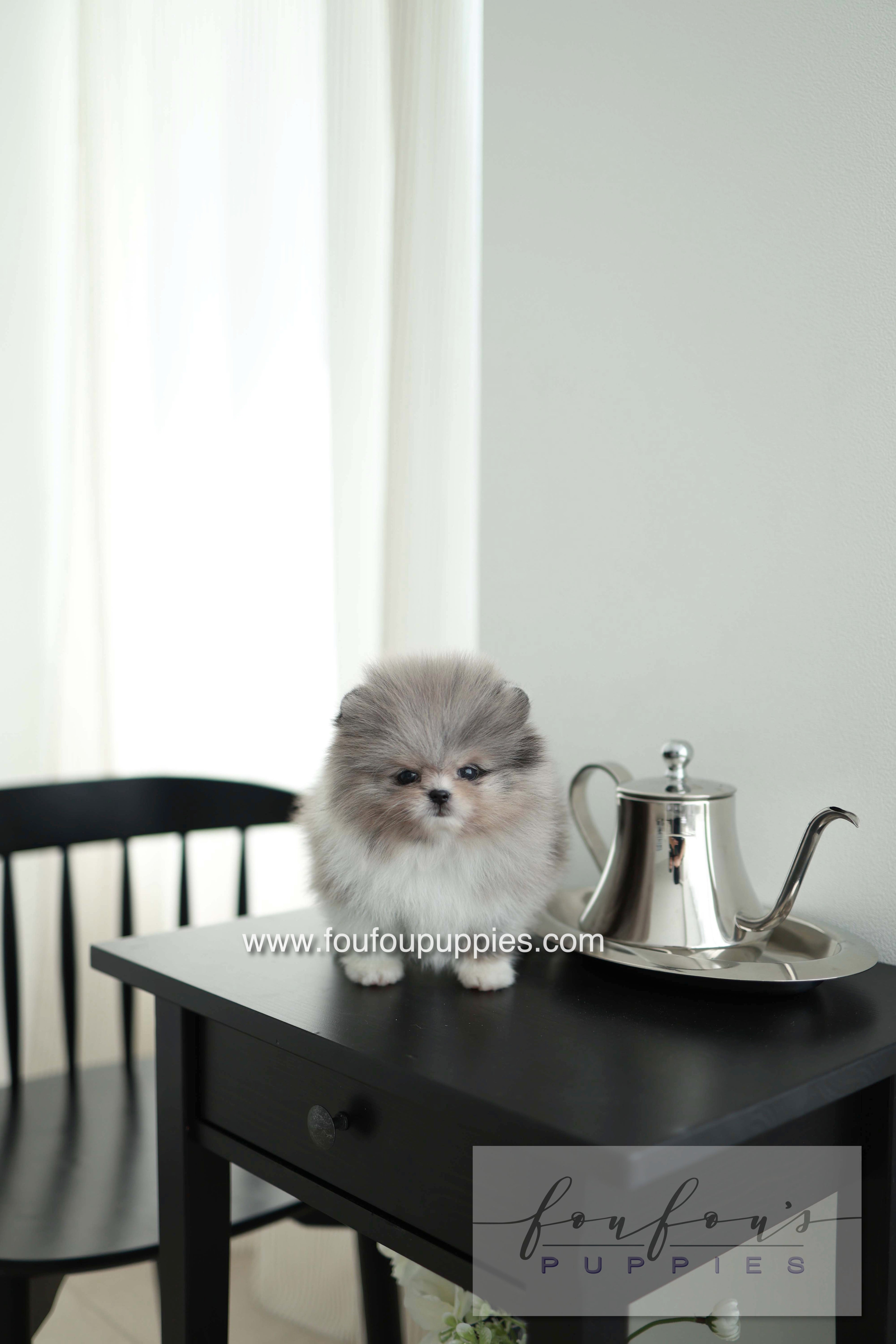Snoopy - Pomeranian M. - Special order