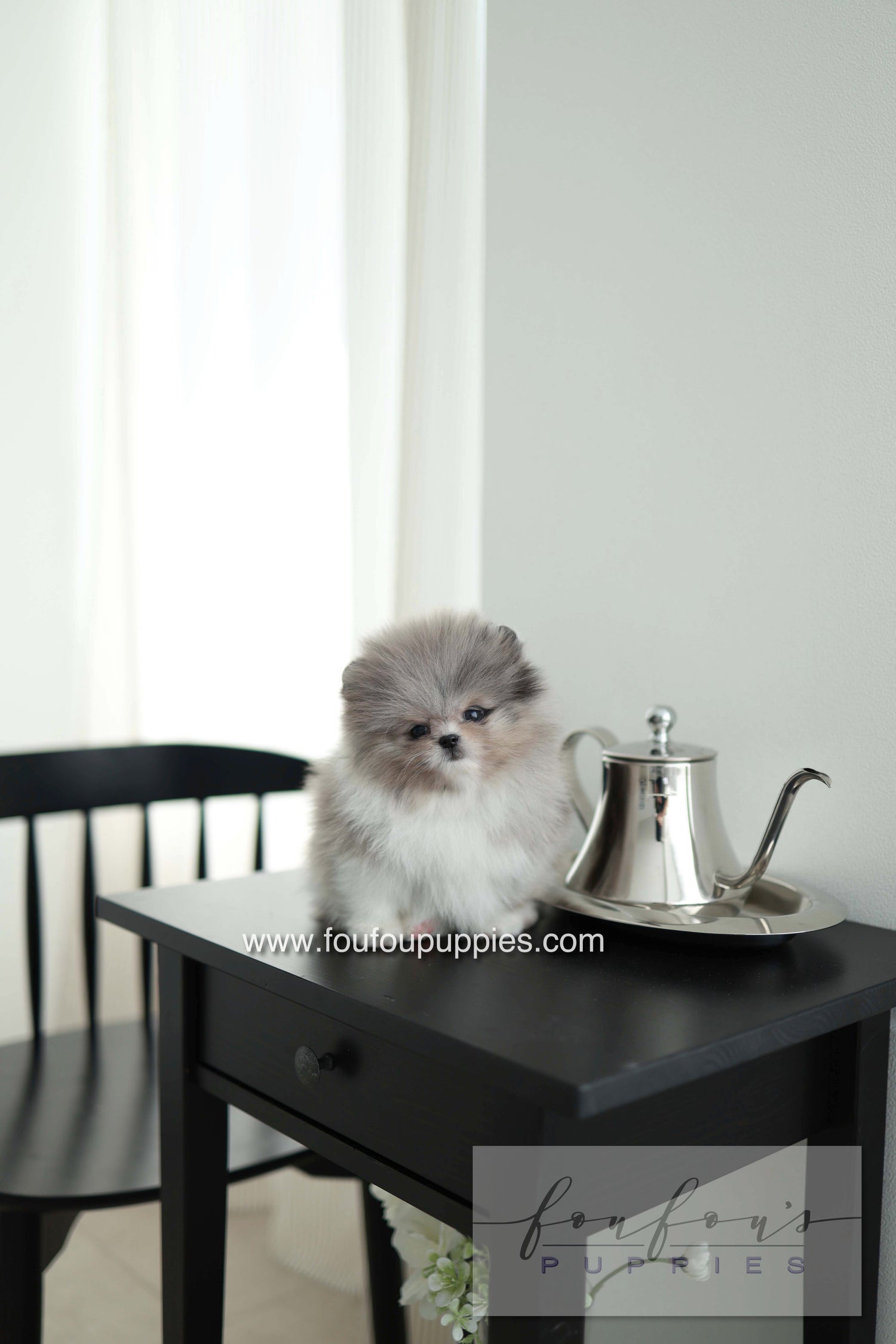 Snoopy - Pomeranian M. - Special order