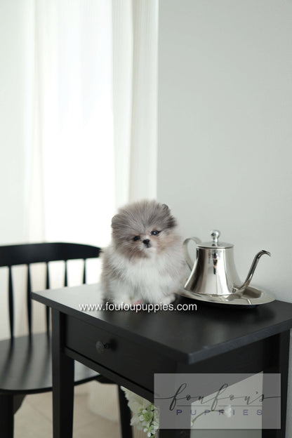 Snoopy - Pomeranian M. - Special order