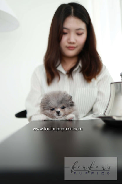Snoopy - Pomeranian M. - Special order