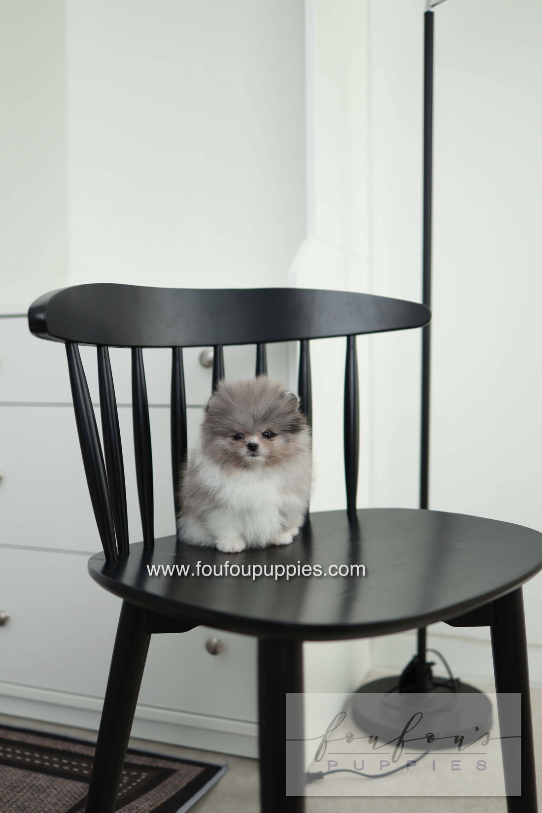 Snoopy - Pomeranian M. - Special order