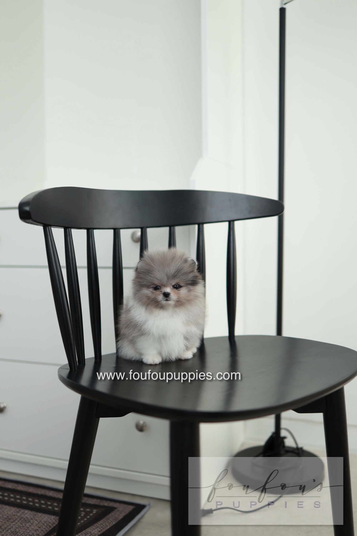 Snoopy - Pomeranian M. - Special order