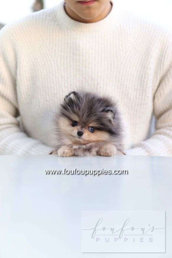 Azure - Pomeranian M.