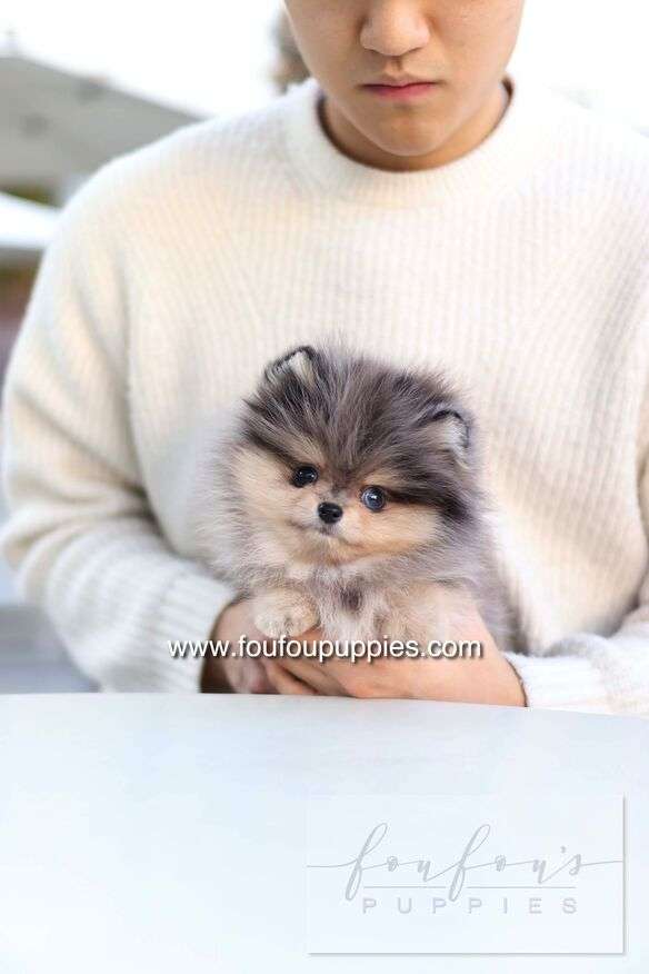 Azure - Pomeranian M.