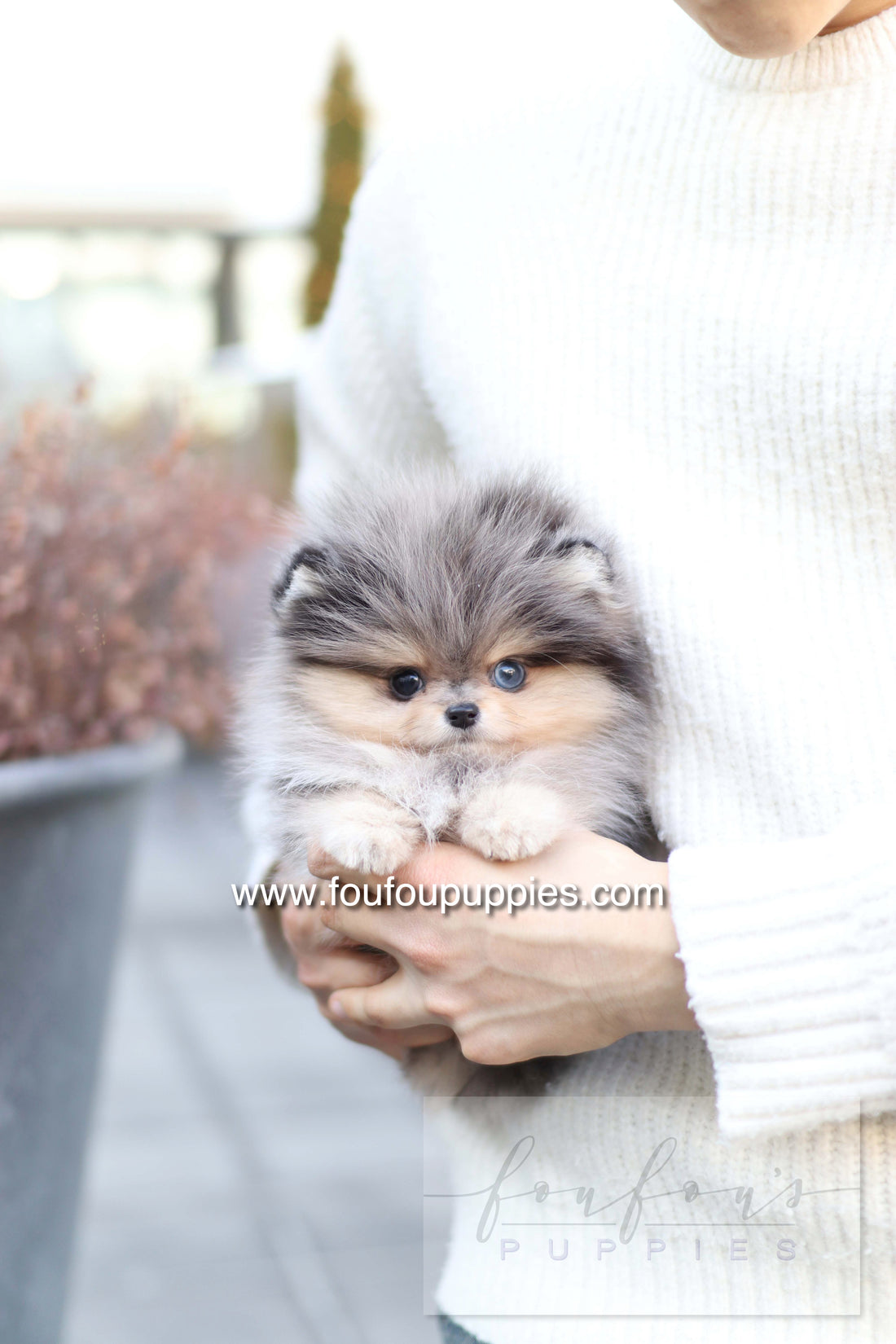 Azure - Pomeranian M.