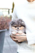 Azure - Pomeranian M.