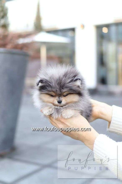 Azure - Pomeranian M.