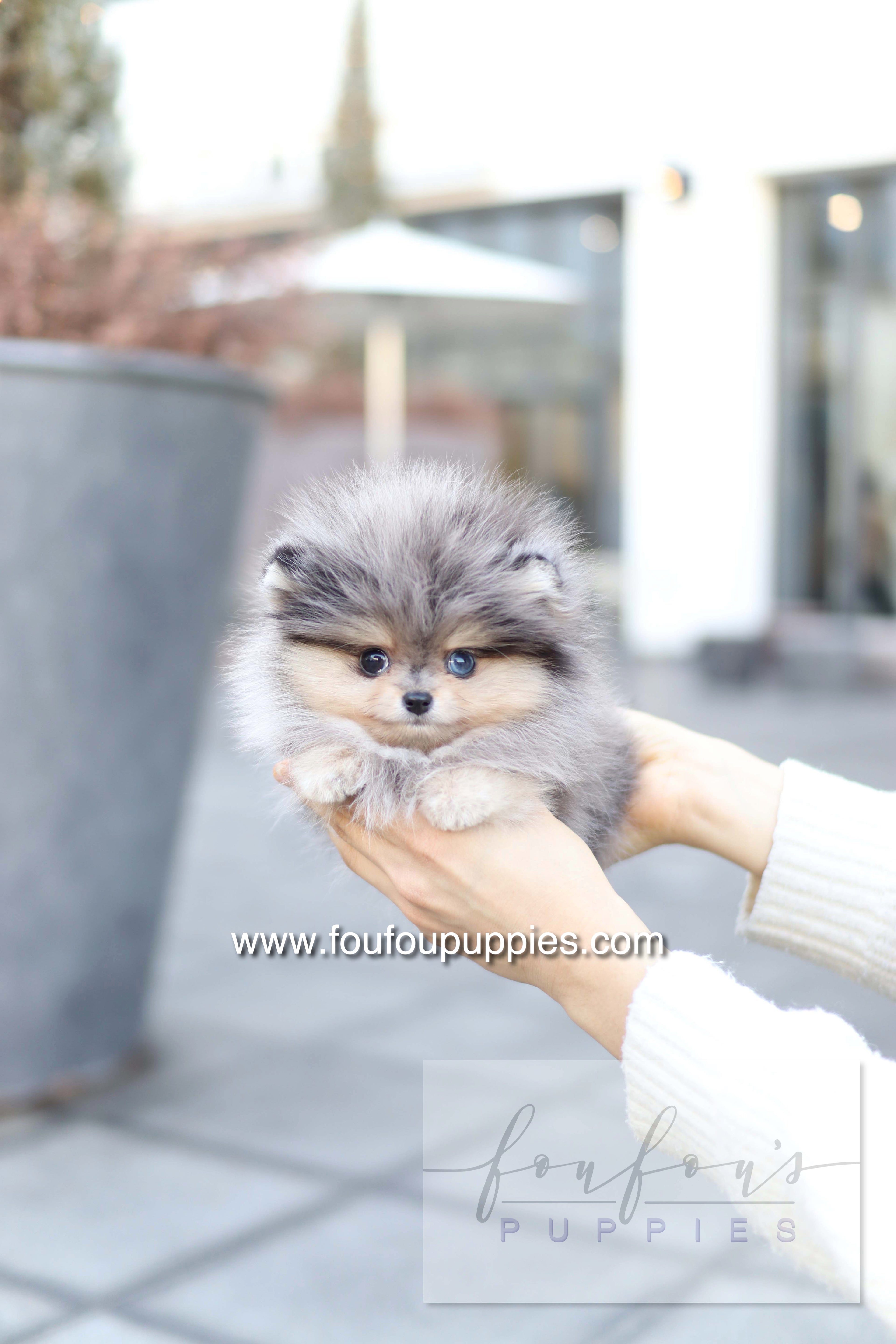 Azure - Pomeranian M.