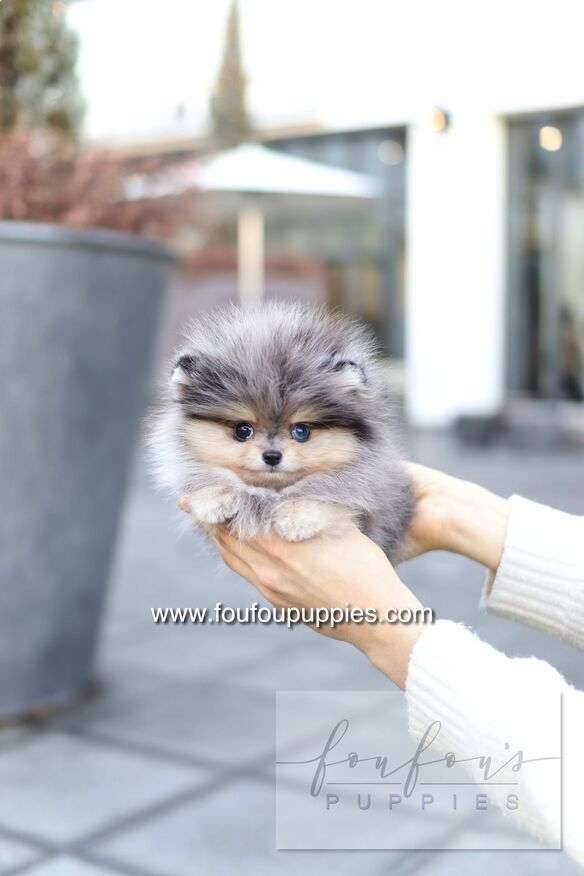 Azure - Pomeranian M.