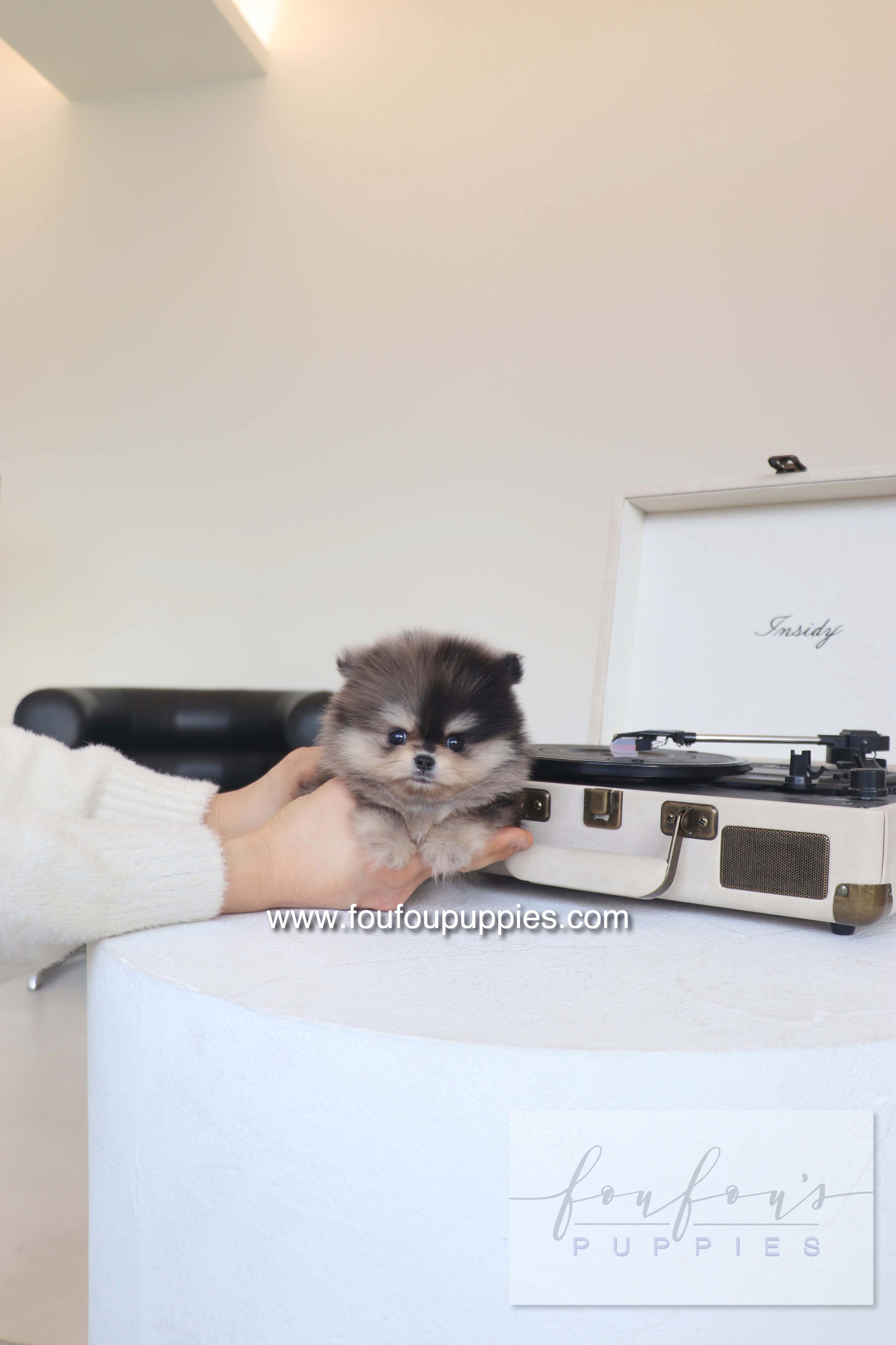 Louie - Pomeranian M. RESERVED