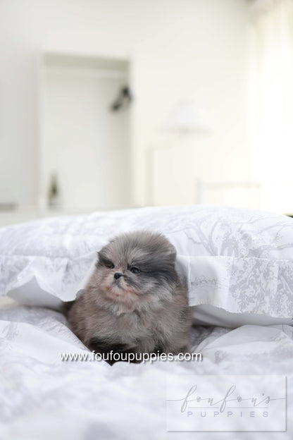 MushMush - Pomeranian M.