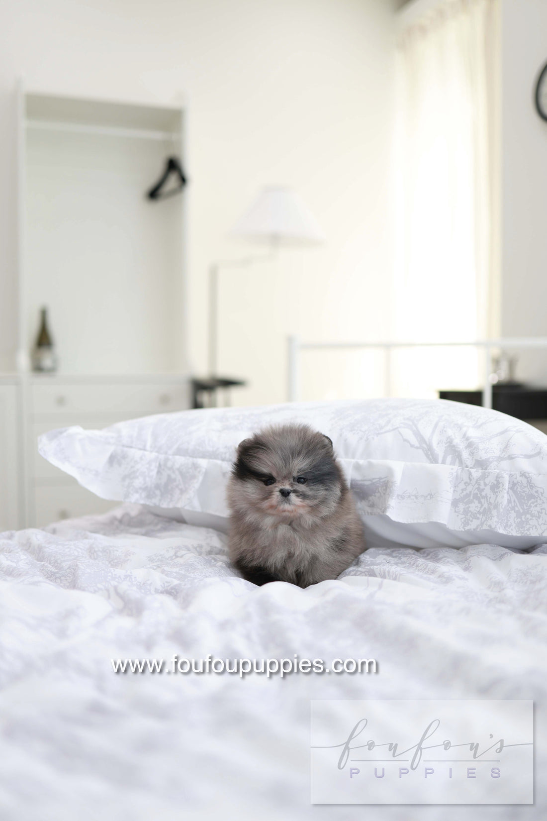 MushMush - Pomeranian M.