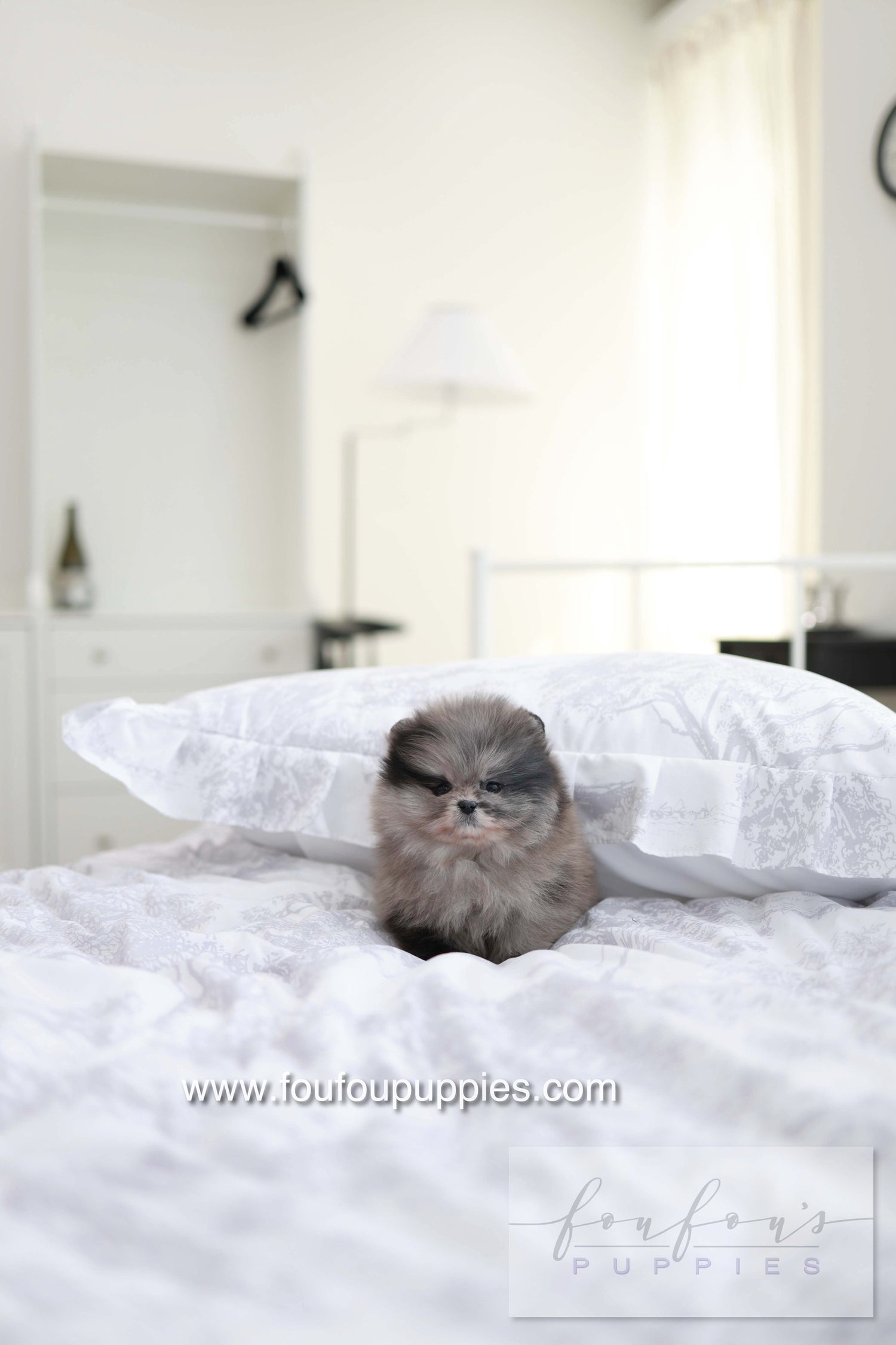 MushMush - Pomeranian M.