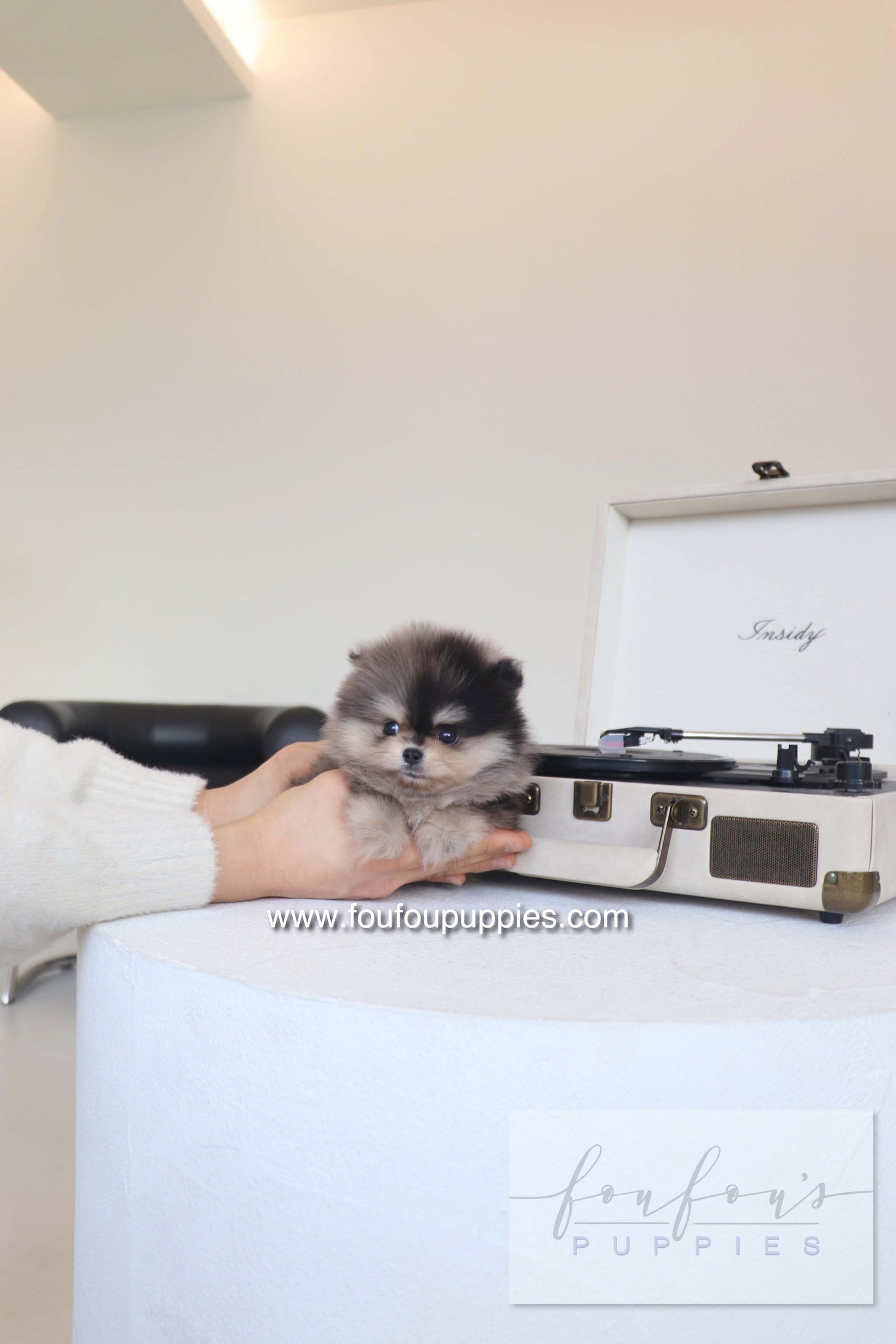 Louie - Pomeranian M. RESERVED