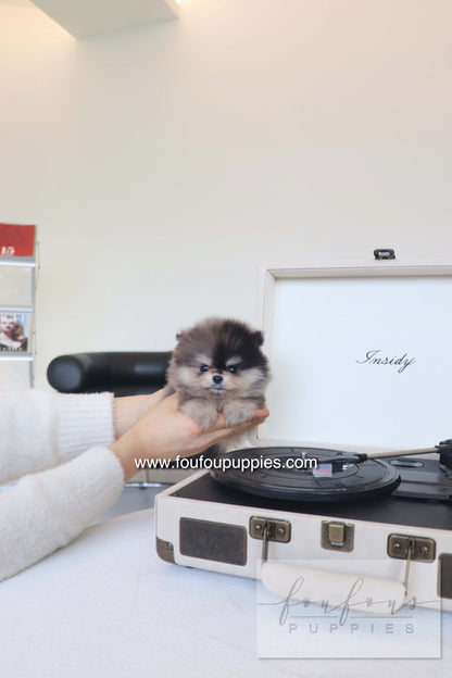 Louie - Pomeranian M. RESERVED