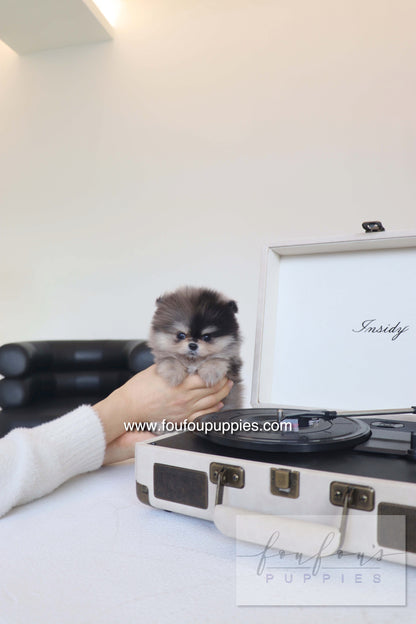 Louie - Pomeranian M. RESERVED