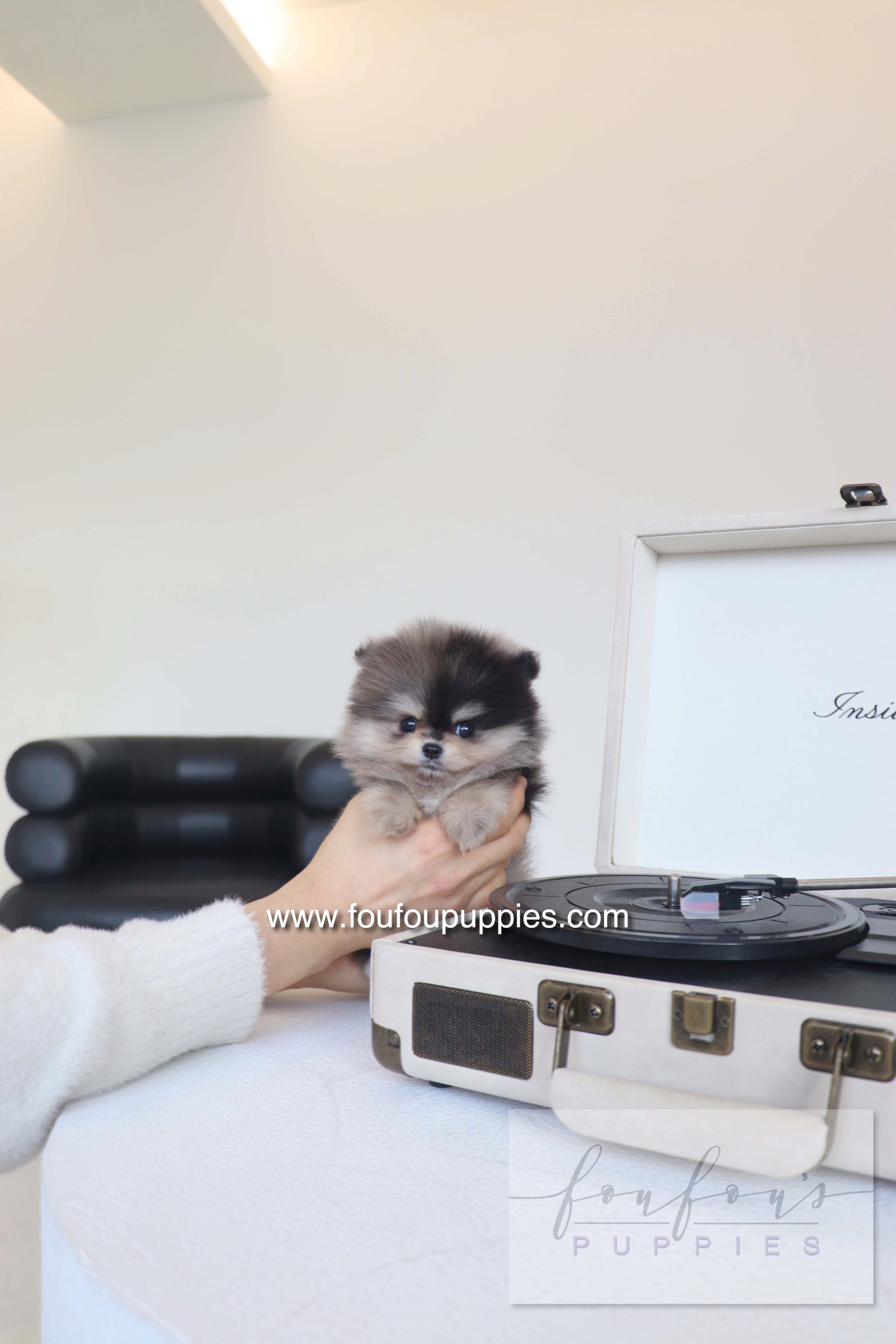 Louie - Pomeranian M. RESERVED