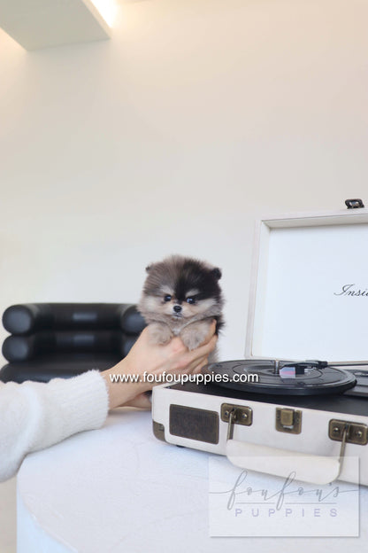 Louie - Pomeranian M. RESERVED