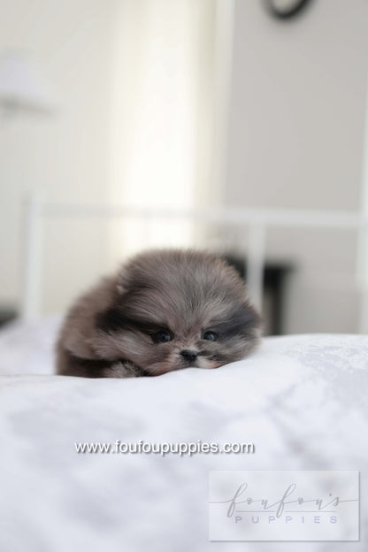 MushMush - Pomeranian M.
