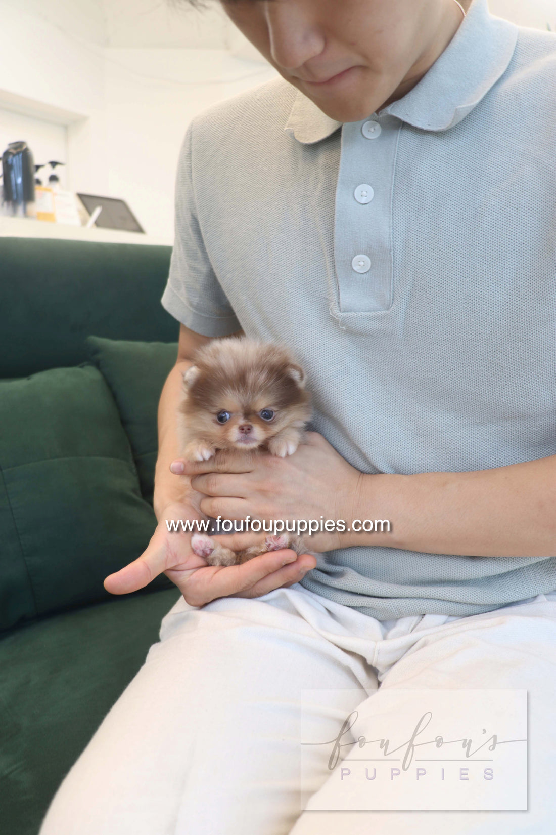 Sohan - Pomeranian F.