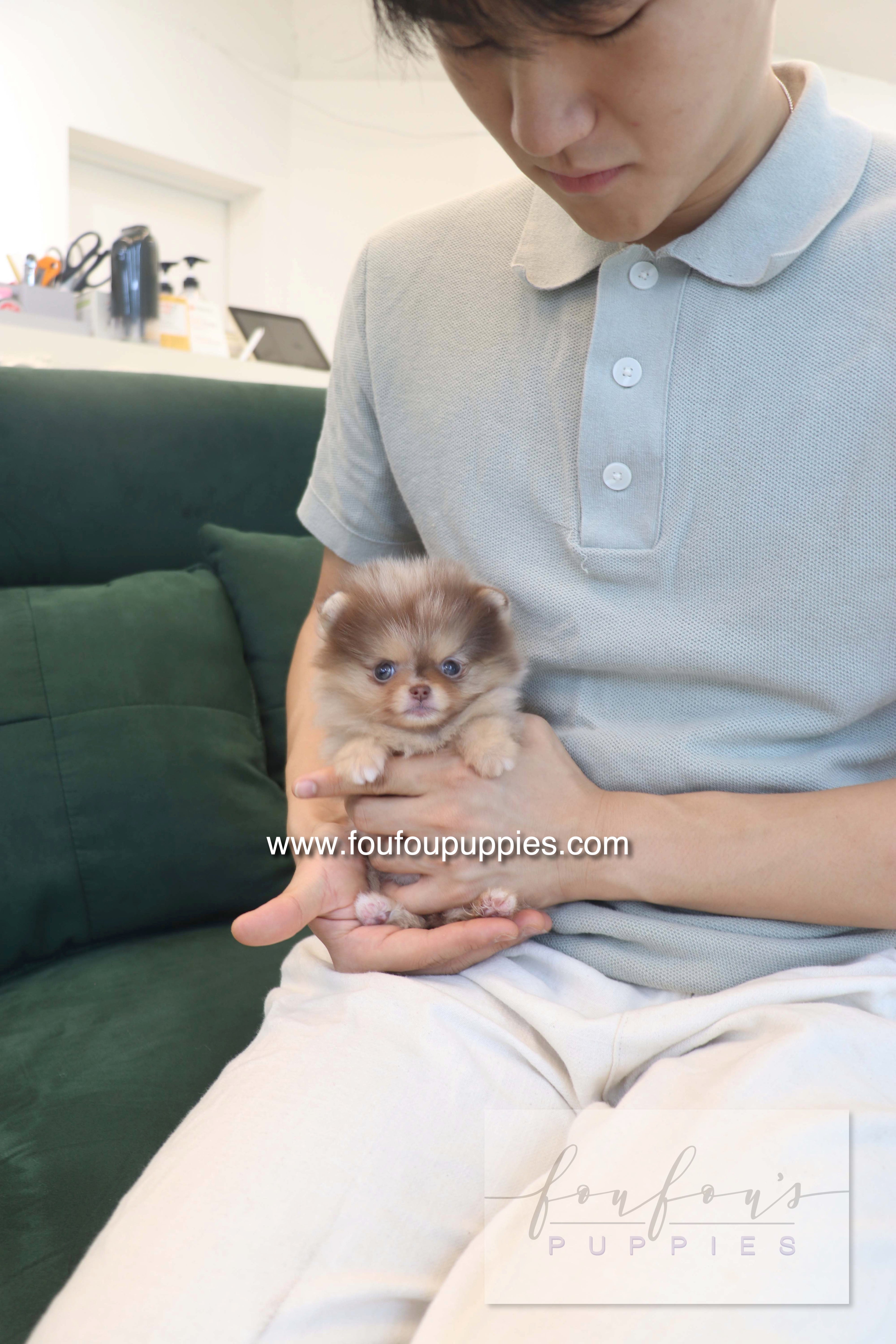 Sohan - Pomeranian F.