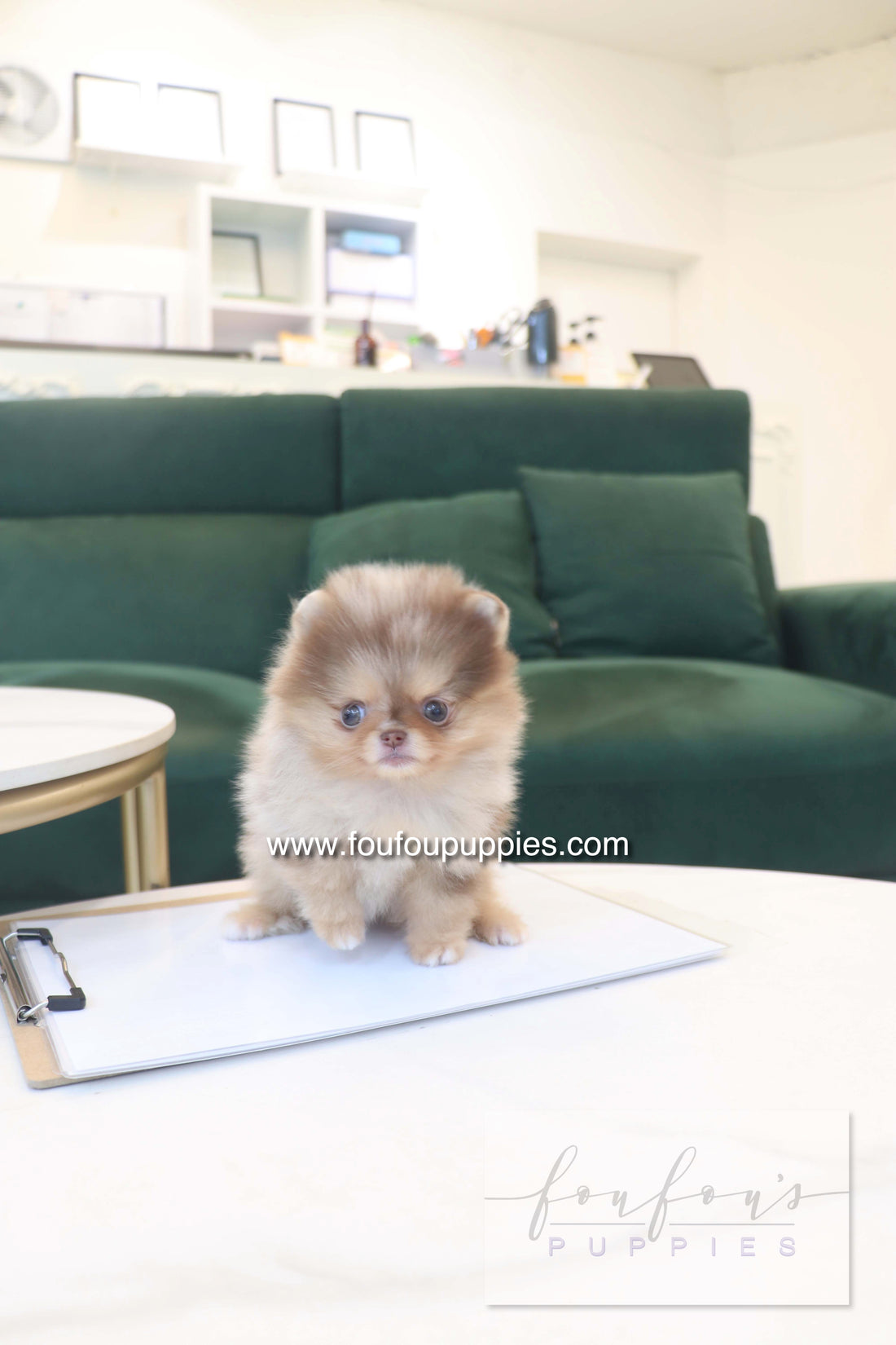 Sohan - Pomeranian F.