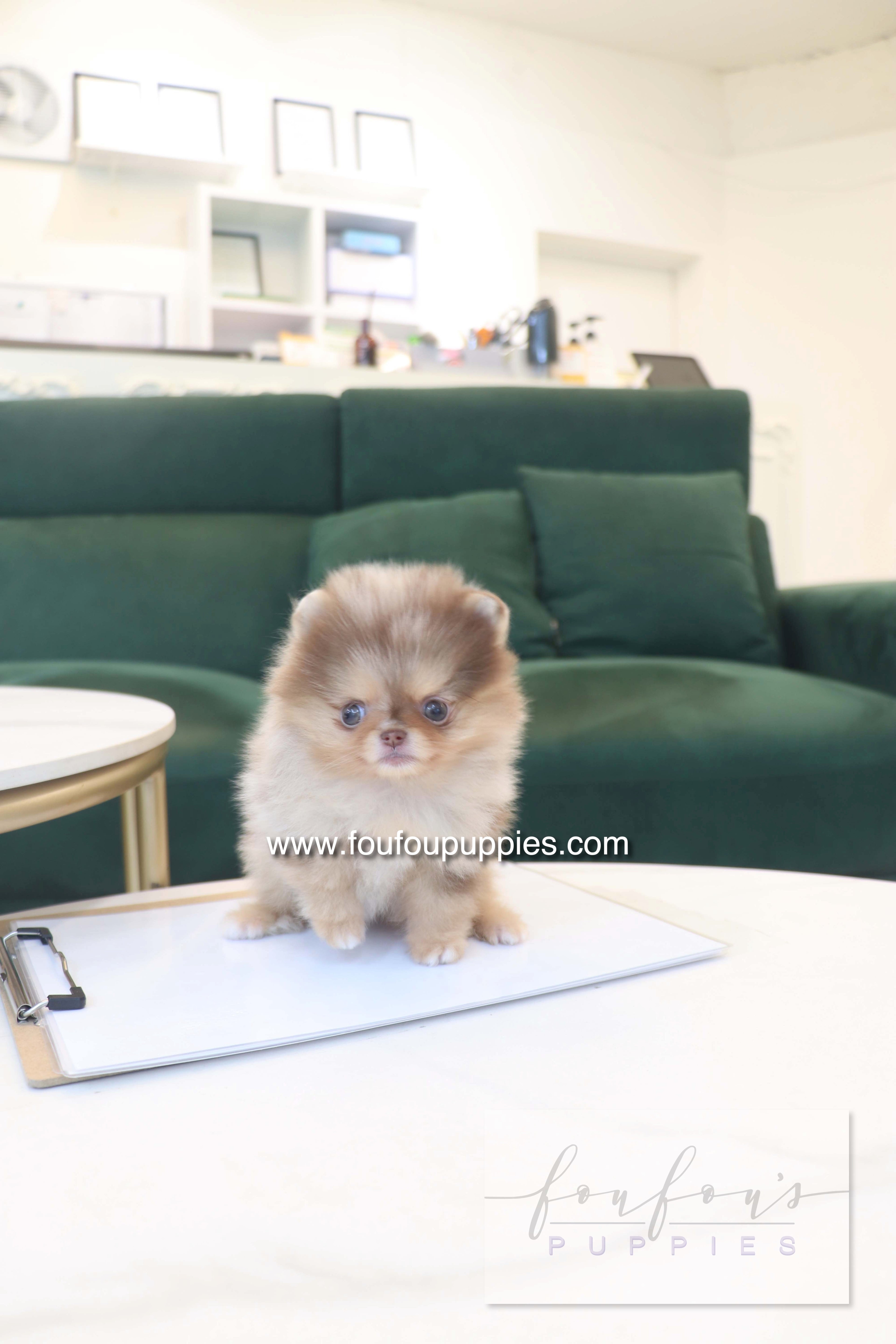 Sohan - Pomeranian F.
