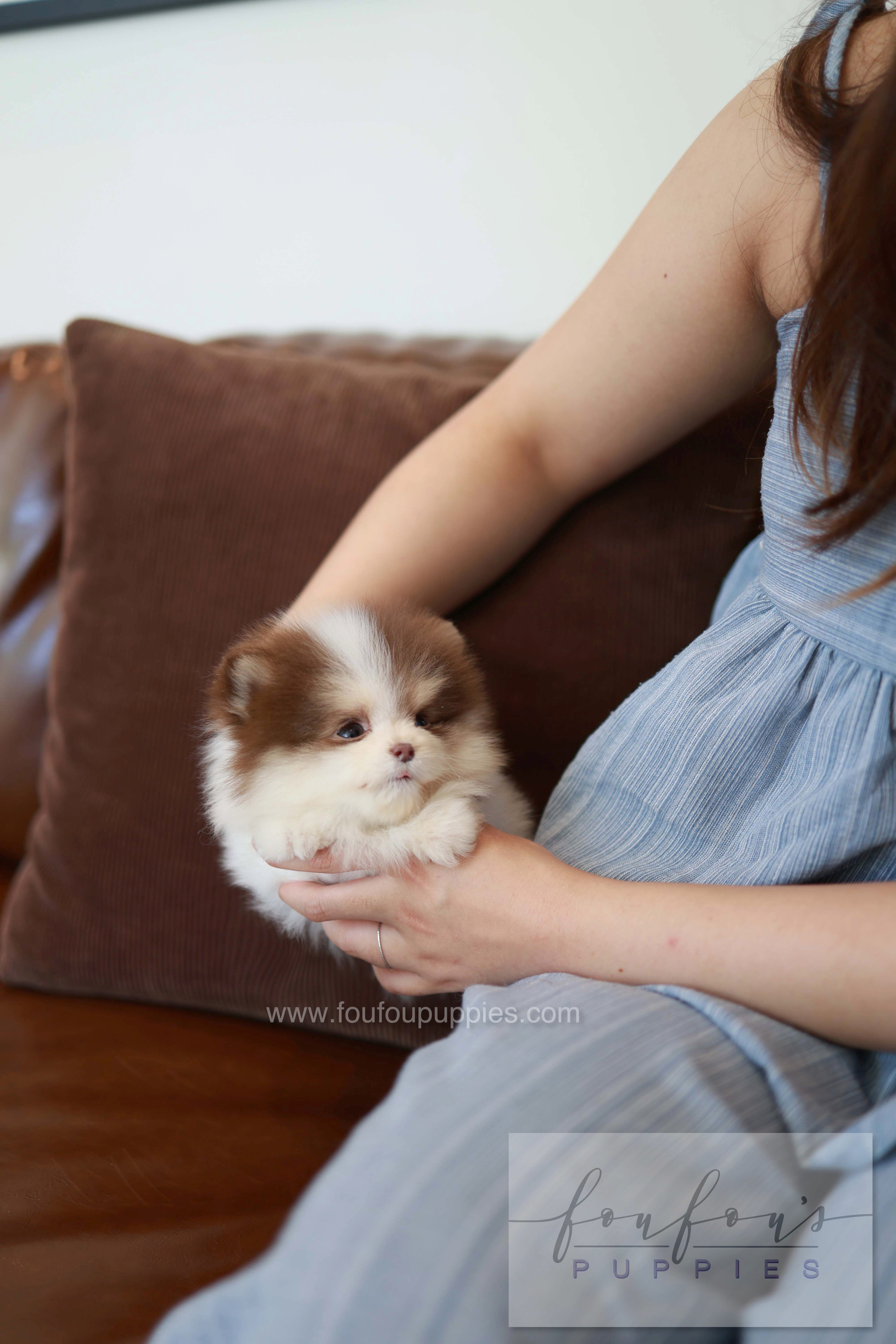 Nuage - Pomeranian M.