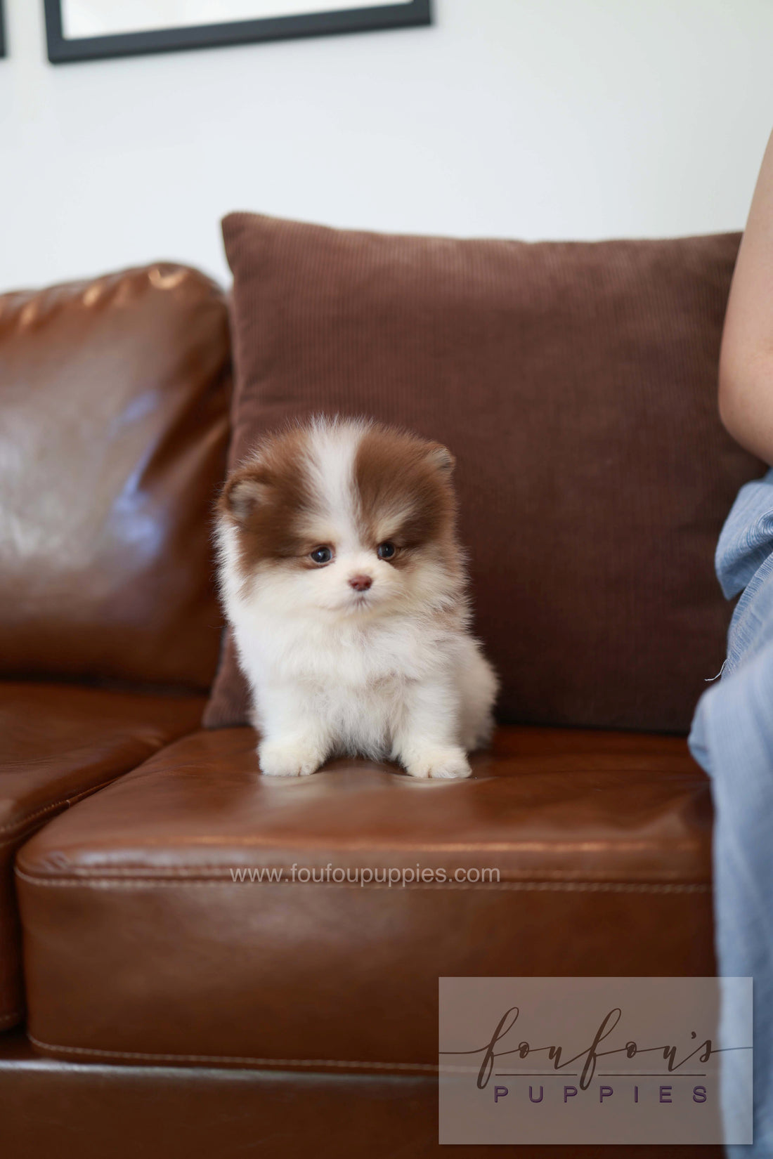 Nuage - Pomeranian M.