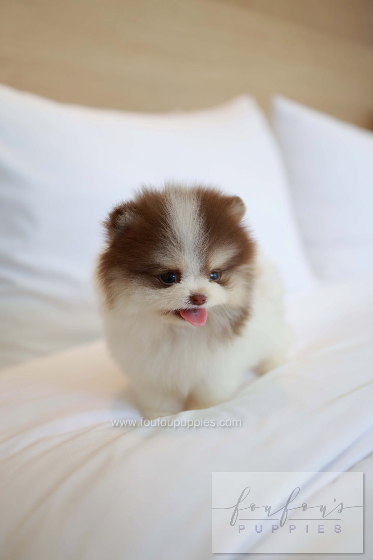 Nuage - Pomeranian M.