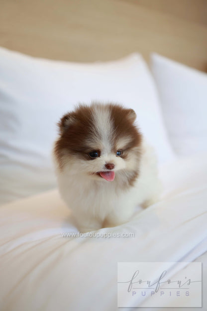Nuage - Pomeranian M.