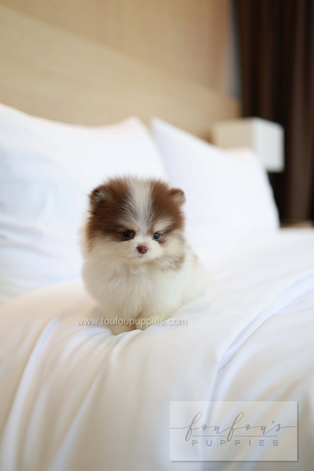 Nuage - Pomeranian M.