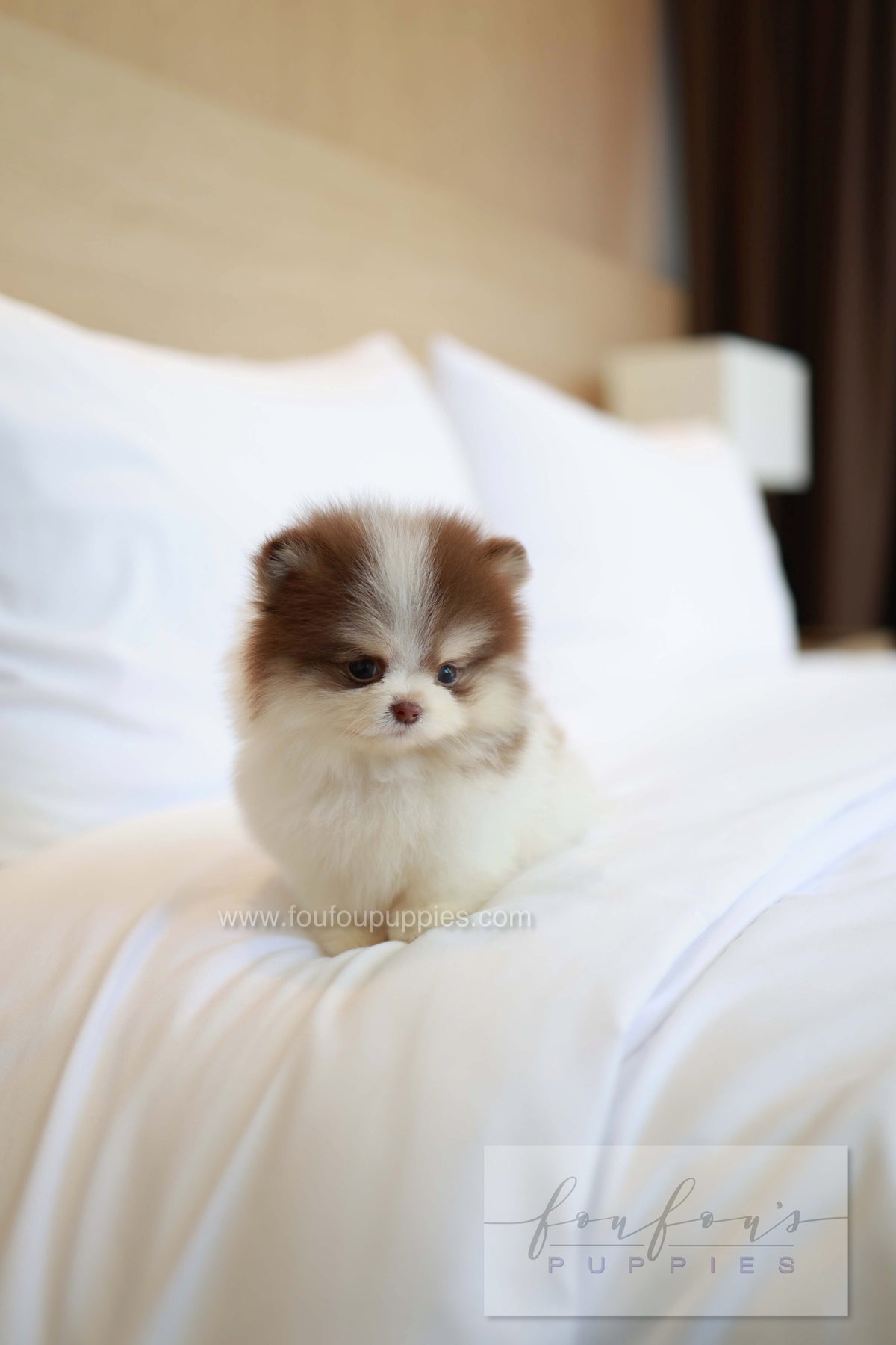 Nuage - Pomeranian M.
