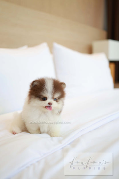 Nuage - Pomeranian M.