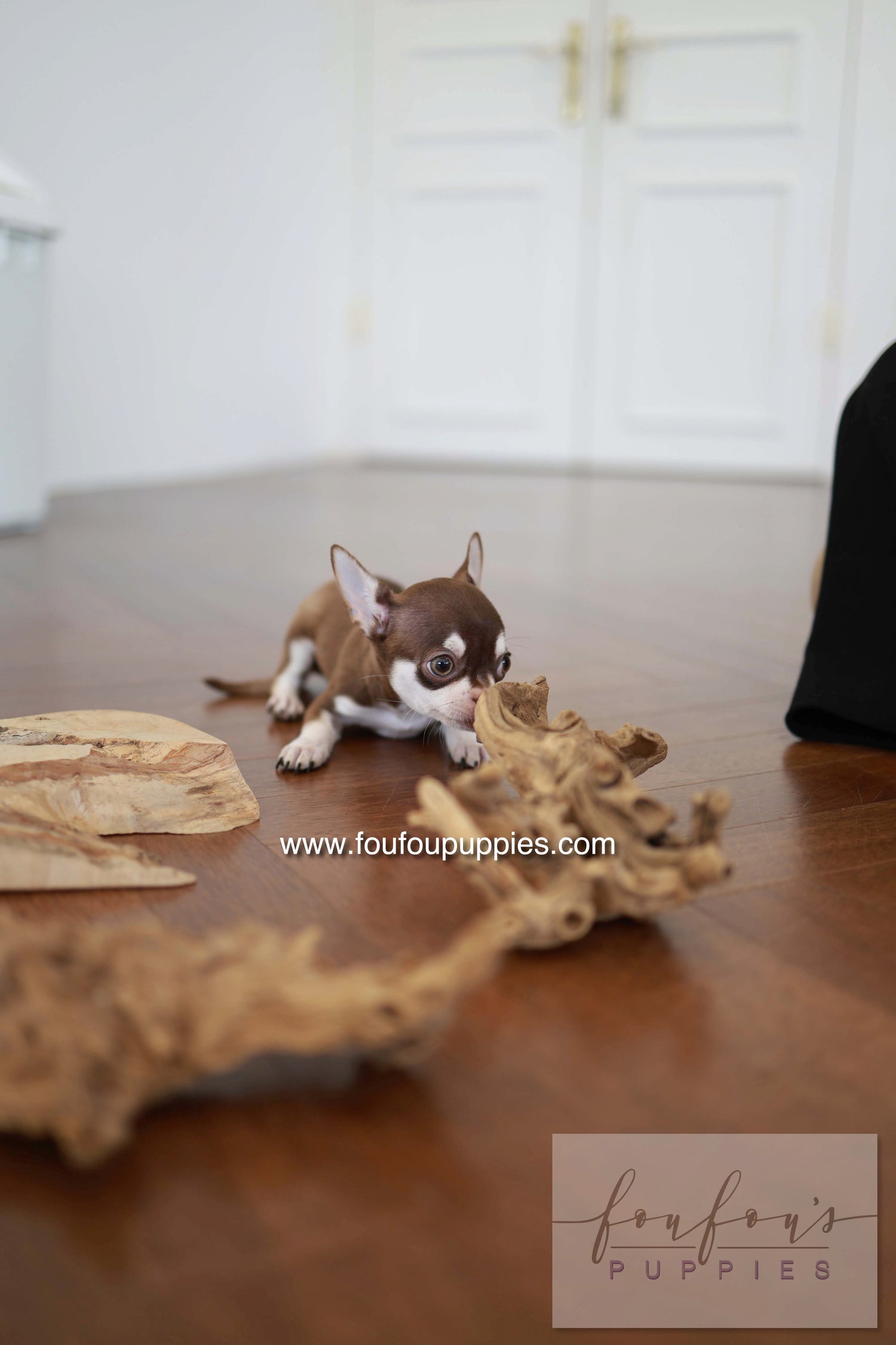 Twix - Chihuahua M.