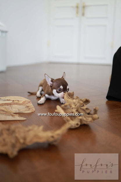 Twix - Chihuahua M.