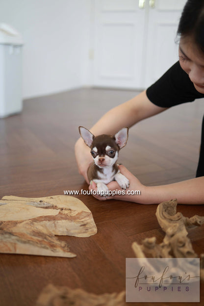 Twix - Chihuahua M.