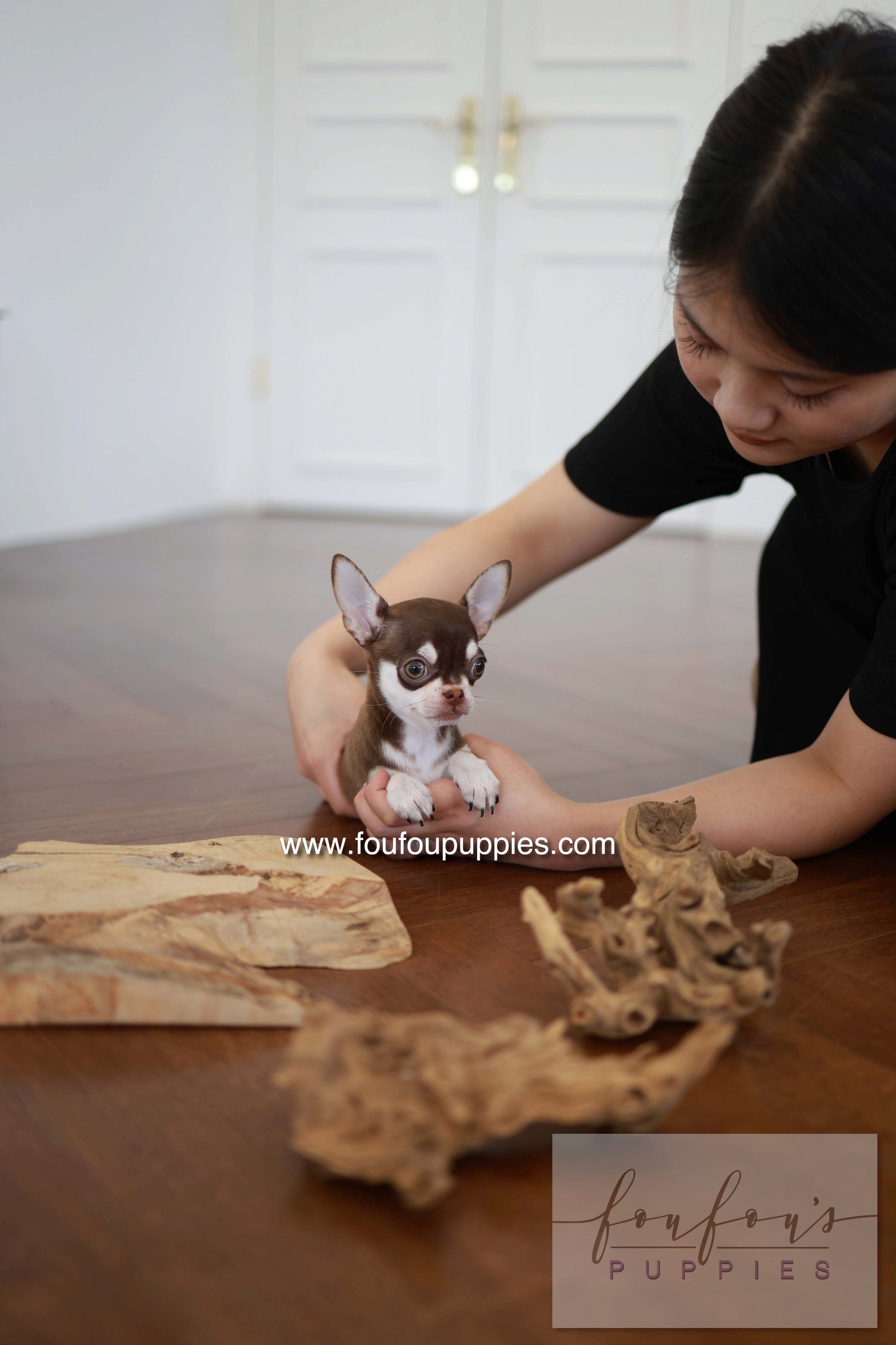Twix - Chihuahua M.