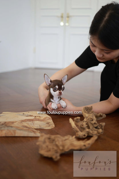 Twix - Chihuahua M.