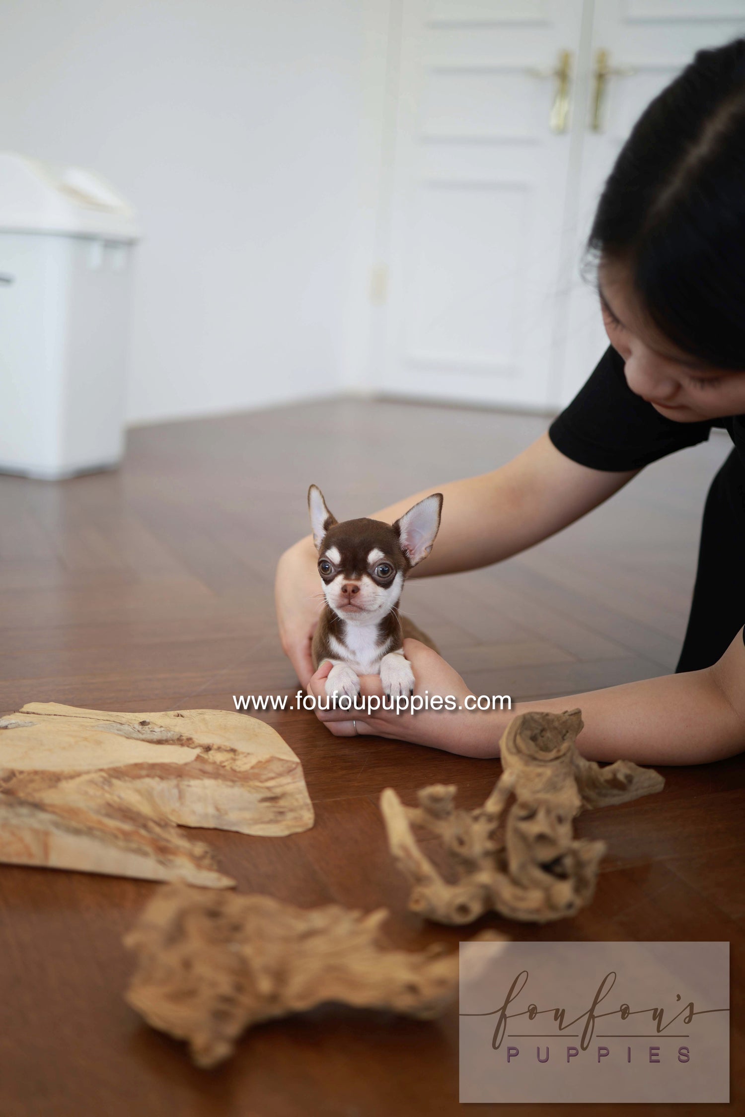 Twix - Chihuahua M.
