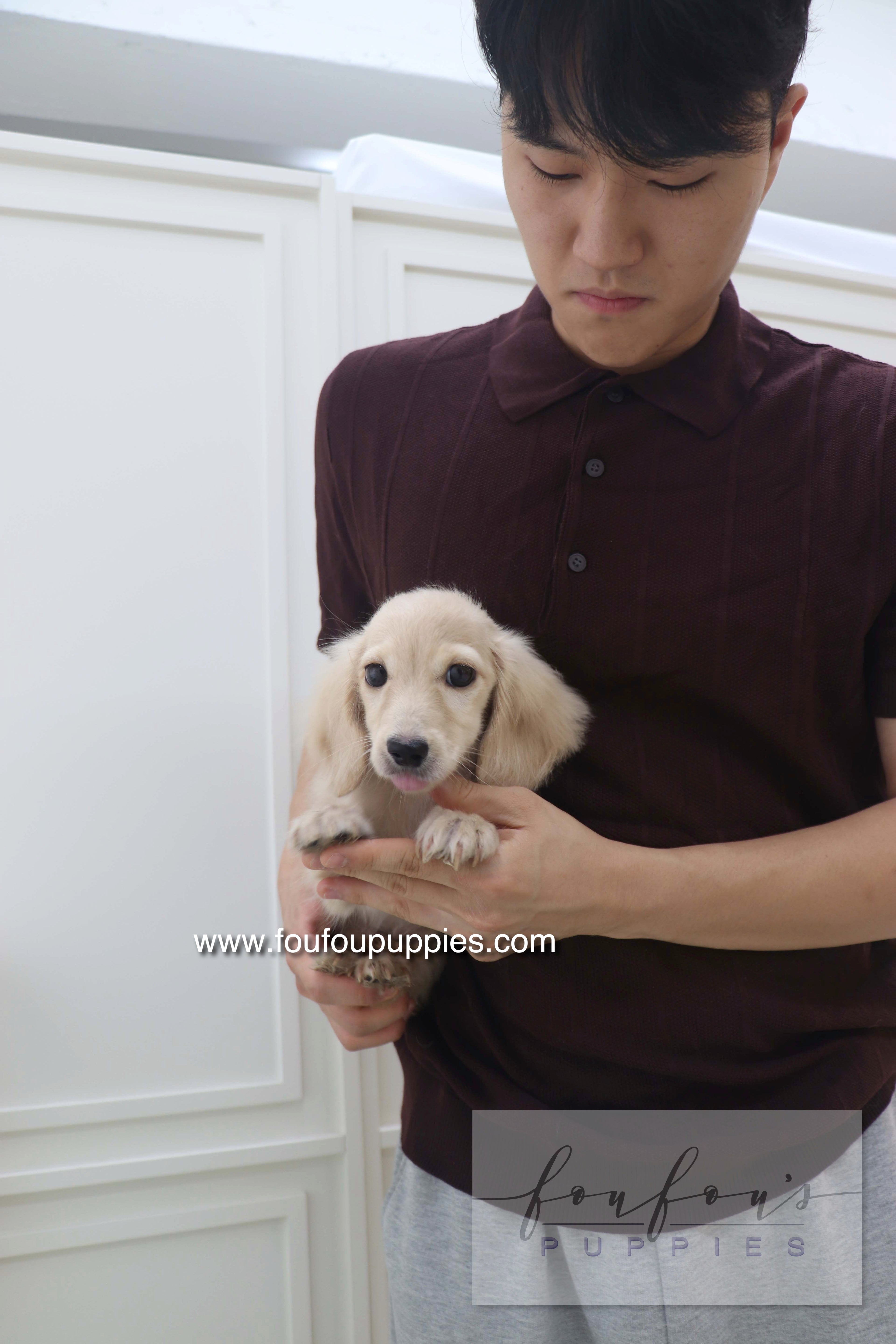 Daisy - Dachshund F.