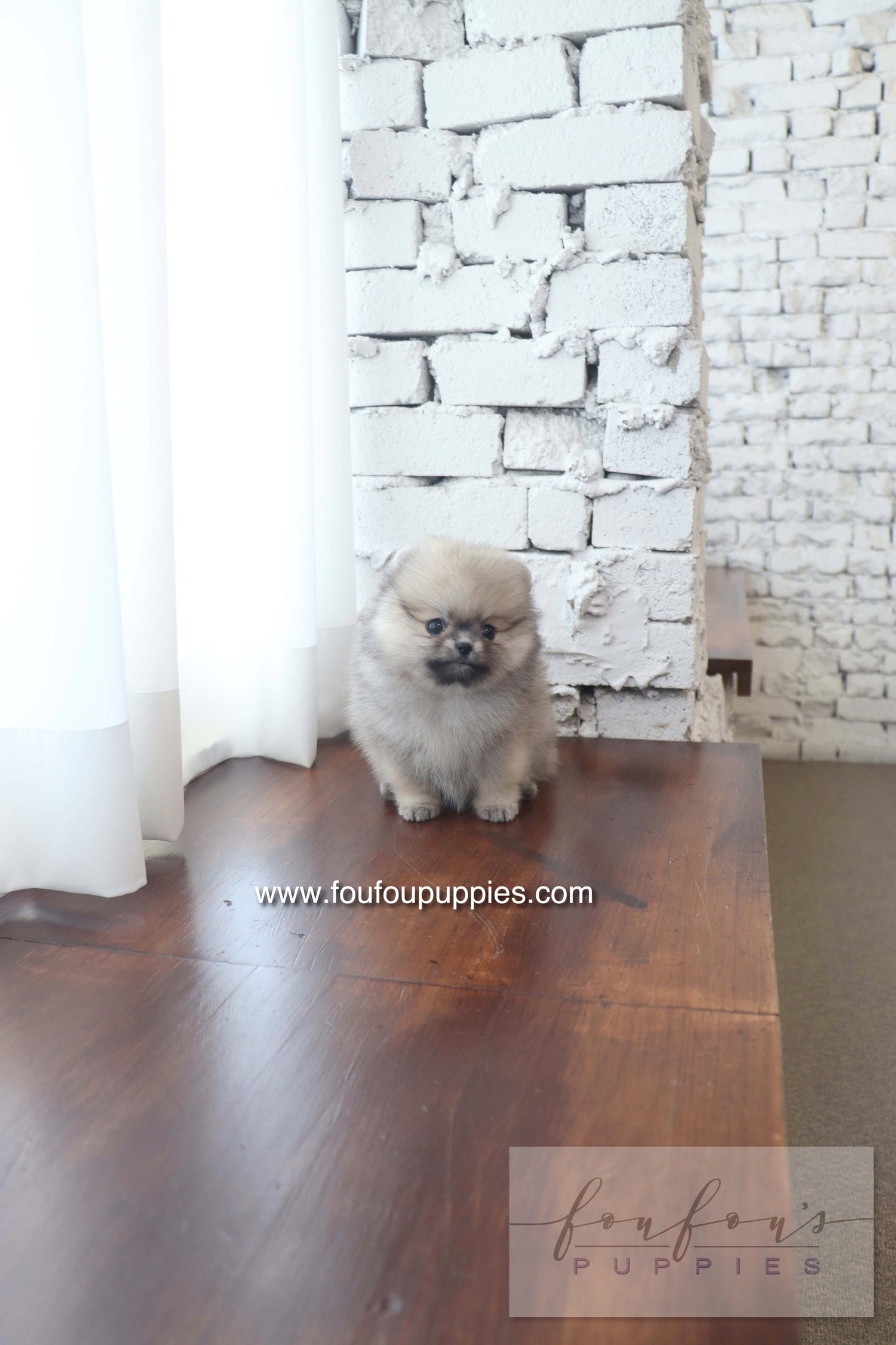 Maui - Pomeranian F.